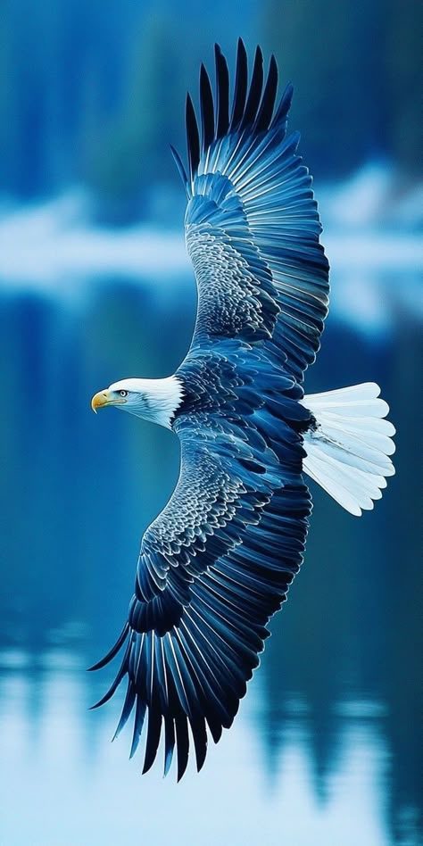 Flying Eagle Wallpaper, 9k Wallpaper, Eagle Photography, Fly Like An Eagle, Eagle Artwork, Aigle Royal, Birds Photography Nature, Eagle Flying, Wild Animal Wallpaper