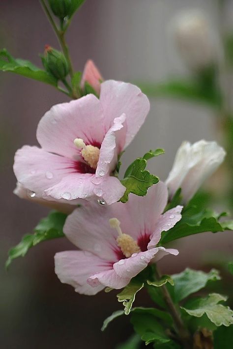 Korean Hibiscus, Korean National Flower, Pink Hollyhocks, Hibiscus Syriacus, Flower Hibiscus, Flower Bush, Garden Chic, National Flower, Pink Hibiscus