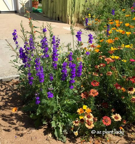 A Hidden Garden in the Middle of Phoenix | azplantlady.com Landscape Ideas Arizona Backyards, Arizona Garden Ideas, Phoenix Landscape Backyard, Arizona Landscaping Ideas Backyard, Desert Backyard Ideas Arizona, San Diego Native Plants Landscape Design, Arizona Desert Flowers, Gardening In Phoenix Az, Arizona Butterfly Garden