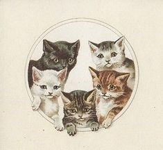 Image Cat, In Frame, Vintage Cat, Kittens, Collectibles, Electronics, Cars, Frame