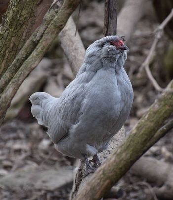 Lavender Ameraucana Chicken, Lavender Americana Chicken, Minecraft Farm Animals, Americauna Chickens, Lavender Ameraucana, Silky Chickens, Americana Chickens, Araucana Chickens, Rare Chicken Breeds