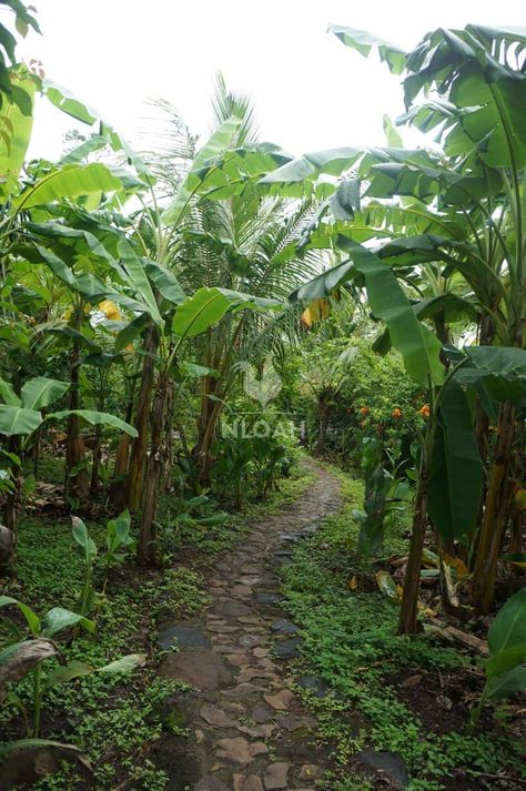 Starting a permaculture food forest can be a great alternative to traditional gardening. It also means less watering, weeding, and maintenance. Food Forest Design, Forest Landscaping, Fruit Forest, Permaculture Food Forest, Forest Ideas, Food Forest Garden, Permaculture Principles, Forest Designs, Permaculture Garden