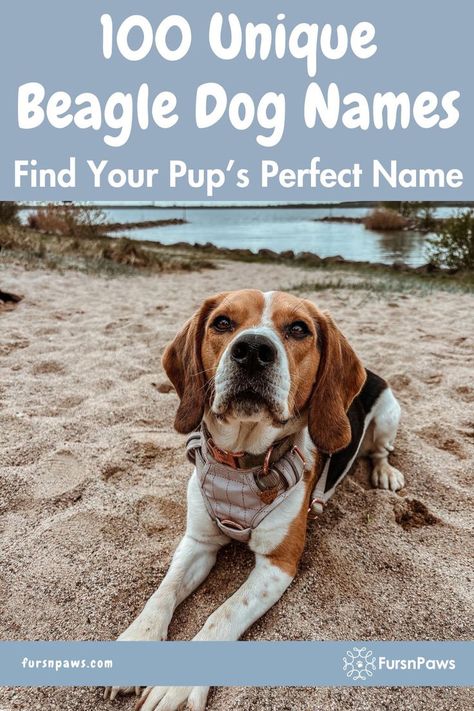 beagle dog for Beagle Puppy Names Beagle Puppy Names, Male Dog Names List, Puppy Girl Names, Rare Dog Names, Puppy Names Unique, Puppies Names Female, Hunting Dog Names, Dogs Names List, Beagle Names