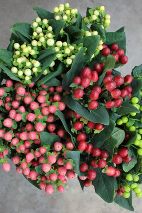 Hypericum -
Hypericum Berry -
Availability: Year Round -
Colo: Many Hypericum Berry, Berry Bouquet, Pink Berries, Flower Identification, Hypericum Berries, Autumn Wedding, Winter Wedding, Fall Wedding, Floral Arrangements