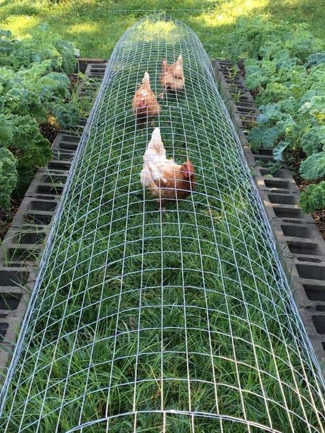 Chicken Run Integrated in Garden Spaces Chicken Tunnels, Chicken Perches, Chicken Roost, Chicken Coop Garden, Backyard Chicken Coop Plans, Chicken Coup, Backyard Chicken Farming, Chicken Run, Hardware Cloth