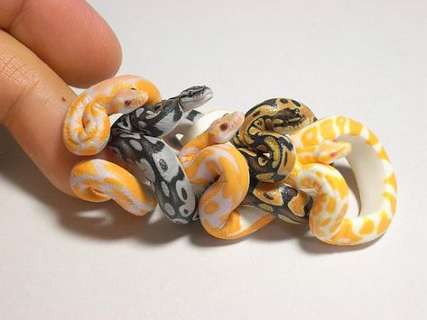 Stunning Python Rings, Ceramic Snake, Python Royal, Clay Ball, Python Morphs, Baby Snakes, Python Regius, Snake Rings, Cool Snakes