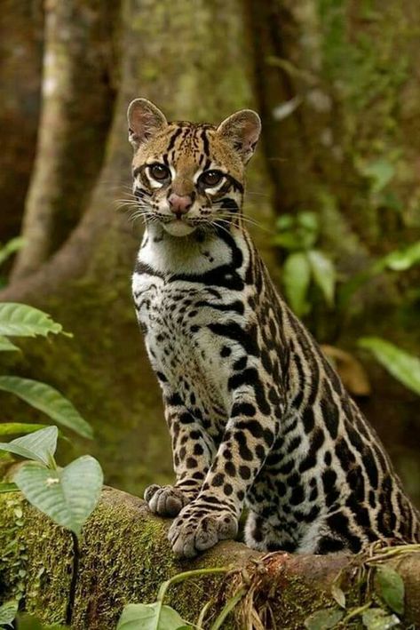 Cats Night, Small Wild Cats, Exotic Cats, Cheetahs, Cat Aesthetic, In The Forest, Beautiful Cats, 귀여운 동물, Big Cats