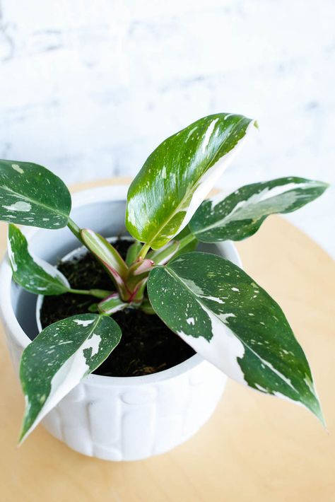 Plant Know-How: Philodendron 'White Princess' – Folia Collective Blushing Philodendron, White Princess Philodendron, Philodendron Green Princess, Leaves Meaning, Princess Philodendron, Philodendron White Princess, Philodendron Luxurians, Philodendron Ilsemanii, The Last Leaf