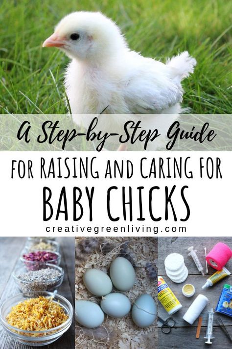 How to take care of baby chicks. Everything you need to know about setting up a brooder and how to care for baby chicks at home or in your kindergarten class. Includes lots of great step by step photography. #creativegreenliving #proventechniquesforkeepinghealthychickens #babychicks #chickenkeeping Chick Care Tips, Chicken Pets, Step Photography, Suburban Homesteading, Cash Crops, Chicken Brooder, Farm Chickens, Baby Chicks Raising, Raising Chicks