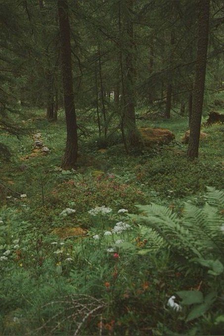 (1) Home / X Druid Astethic, Spores Druid Aesthetic, Forest Floor Illustration, Druid Dnd Aesthetic, Saytr Aesthetic, Dnd Druid Aesthetic, Druid Aesthetic Dnd, Druid Aesthetic, Forest Elf Aesthetic