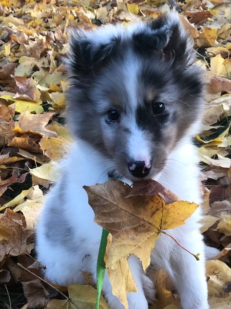 CHW Blue Merle Sheltie 11 weeks old Sheltie Puppies, Blue Merle Sheltie, Shetland Sheepdog Blue Merle, Sheltie Puppy, Sheep Dogs, Sheltie Dogs, Blue Merle, Shetland Sheepdog, Dog Pictures