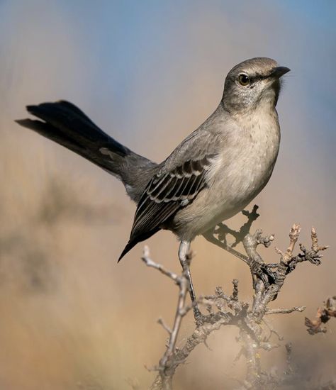 Birds in My Backyard | My Backyard Nature