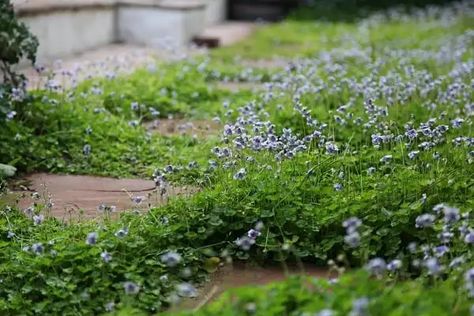 10 Best Low-Maintenance Plants | Guide To A Low Effort Garden Native Violet, Australian Native Garden, Plant Breeding, Violet Plant, Native Australians, Australian Garden, Australian Native Plants, Plant Projects, Pond Plants