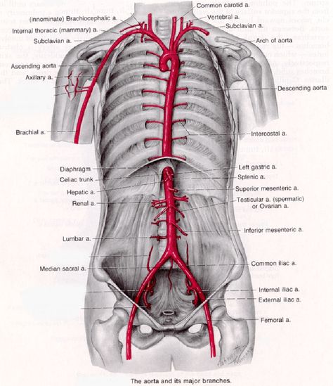 Unclog Arteries, Diagnostic Medical Sonography, Brain Surgeon, Basic Anatomy And Physiology, Ultrasound Tech, Human Body Anatomy, Medical School Studying, Nursing School Notes, Human Anatomy And Physiology