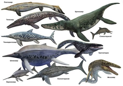 Ichthyosaurs & Mosasaurs Extinct Sea Creatures, Prehistoric Marine Life, Underwater Dinosaurs, Water Dinosaurs, Aquatic Dinosaurs, Prehistoric Sea Creatures, Sea Dinosaurs, Prehistoric Wildlife, Prehistoric Dinosaurs