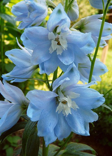 Life is beautiful! Blue Delphinium, Blue Garden, Feeling Blue, Delphinium, Exotic Flowers, Flower Beauty, Plants And Flowers, Flowers Nature, Garden Flowers