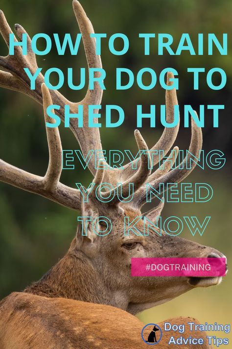 How to Train your Dog to Shed Hunt: Everything You Need to Know. #dogtrainingadvicetips #dogbehavior #dogtraining #dogobedience #dogtrainingtips #dogtips #dogs Shed Hunting Dog Training, Dog Training Commands, Dog Teaching Training Tips, Dog Training Classes, Dog Training Treats, Leash Training, Dog Training Advice, Training Treats, Dog Shedding