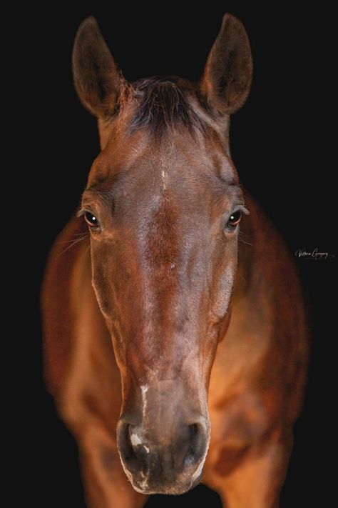 Horse Looking Up, Horses Side View, Horse Side View, Horse Head Side View, Horse Up Close, Horse Facing Forward, Horse Close Up, Horse Frontal View, Blue Roan