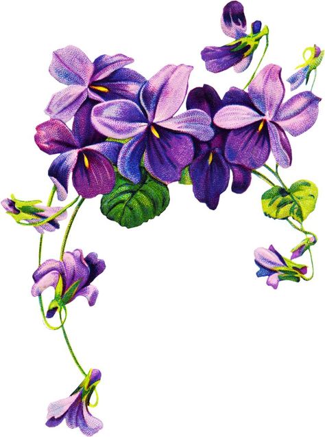 Violet Flower Tattoos, Violet Tattoo, Flower Tattoo Drawings, Kunst Tattoos, Vintage Clipart, Birth Flower Tattoos, Sweet Violets, Diy Tattoo, Plant Drawing