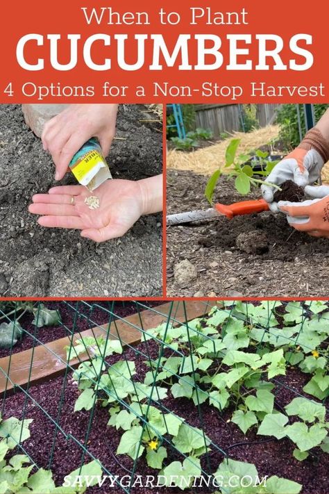 When is the best time to plant cucumbers in your vegetable garden? Here are 4 different options for growing cucumbers for a non-stop harvest. A fresh garden cucumber in the summer is really a delicious treat. learn here how to plant cucumbers plus when and how. There are several options for growing cucumber plants. you can start with seeds indoors or direct sown in garden beds. Learn the different gardening methods here. How To Plant Cucumbers, When To Plant Cucumbers, When To Plant Garden, Growing Cucumbers From Seed, Plant Cucumbers, Cucumber Seedlings, Cucumber Plants, Cucumber Gardening, Cucumber Varieties