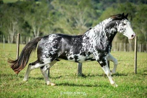 gorgeous sabino Criollo stallion!  WOW Best Horse Breeds, Horse Clydesdale, Horse Palomino, Rare Horse Breeds, Unusual Horse, Clydesdale Horse, Horse Arabian, Different Horse Breeds, Horse Markings