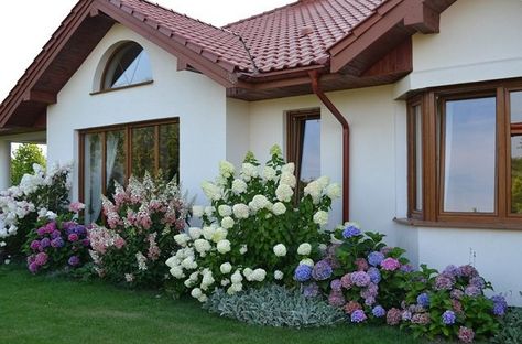 Hydrangea Landscaping, Hydrangea Garden, Lavender Garden, Landscape Designs, Front House Landscaping, Home Landscaping, Front Yard Garden, House Landscape, Front Yard Landscaping Design