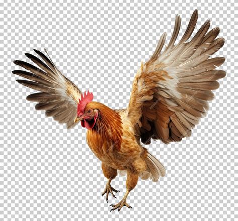 Premium PSD | Chicken flying open wings isolated on transparent background Chicken Anatomy, Flying Chicken, Chicken Photography, Fly Drawing, Chicken Illustration, Open Wings, Pet Chickens, Painting Projects, Drawing Reference