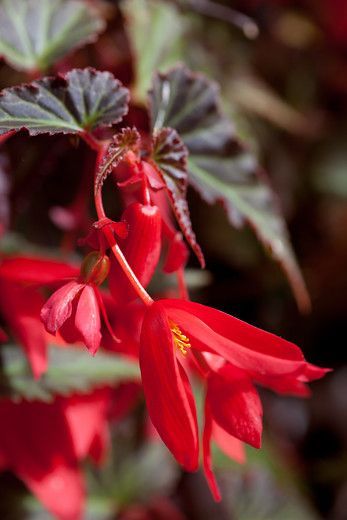 Begonia Garden, Begonia Boliviensis, Shade Loving Plants, Hosta Care, Shade Loving Flowers, Flower Bulbs, Cold Brew Coffee Maker, Shade Flowers, Vertical Gardens