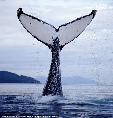 Humpback whales: Astonishing pictures of feeding frenzy ... taken from a kayak | Daily Mail Online Coral Reef Animals, Creatures Of The Deep, Whale Tale, Watercolor Whale, Our Planet Earth, Up Close And Personal, Celebrity Travel, Humpback Whale, Gods Creation