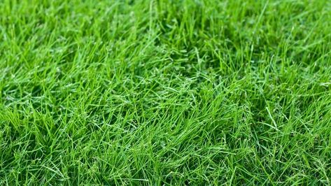 Northern (Cool Season) Grasses and Southern (Warm Season) Grasses Meadow Yard, Xeriscape Ideas, Drought Tolerant Grass, Centipede Grass, Fescue Lawn, Fescue Grass, Zoysia Grass, Lawn Alternatives, Bermuda Grass