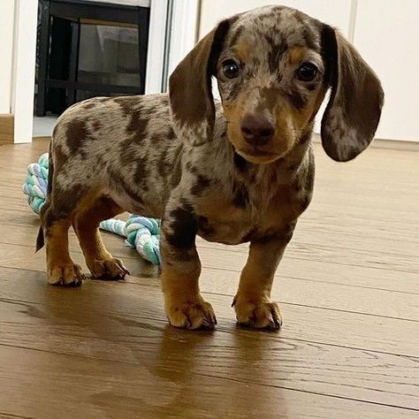 Available Puppies - Quality Dachshund Puppies Dapple Dachshund Miniature, Miniature Dachshund Puppies For Sale, Big Dogs Breeds, Biggest Dog In The World, Daschund Puppies, Dapple Dachshund Puppy, Miniature Dachshund Puppies, Biggest Dog, Cute Fluffy Dogs