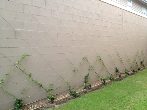 confederate jasmine training structure Chinese Star Jasmine, Star Jasmine Wall, Chinese Star, Living Fence, Star Jasmine, Garden Vines, Future Garden, Walled Garden, Style Star