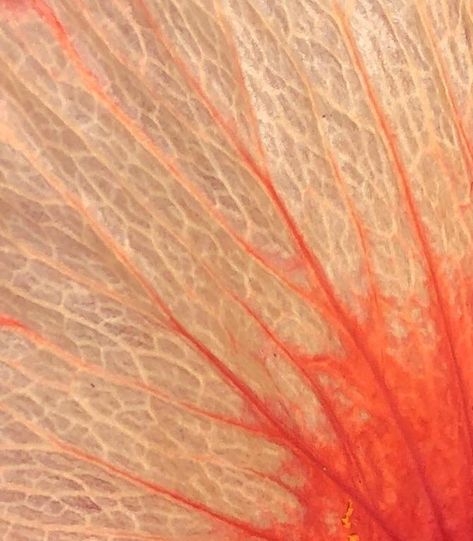 Closeup of a hibiscus petal...I love the intricacy and color. Flower Microscope, Close Up Plants, Texture In Nature, Microscopic Photography, Geometry In Nature, Colors Aesthetic, Plant Texture, Flower Close Up, Natural Structures