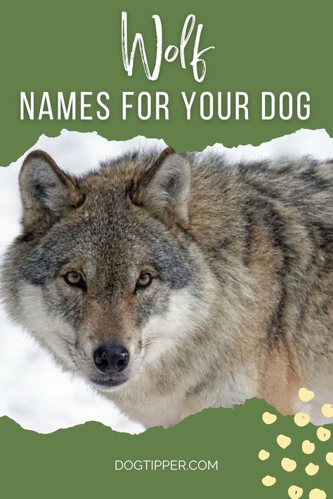 Husky Names Male, Wolf Names, Norse Names, Husky Names, Wolf’s Rain, Wolf Life, 99 Percent, Like A Lion, Wolf Spirit