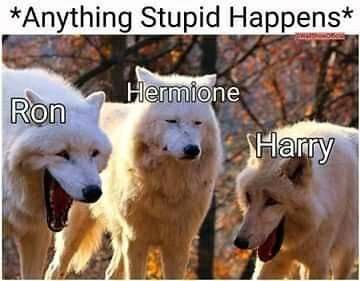 Tumblr Harry Potter, Hilarious Harry Potter, Citate Harry Potter, Harry Potter Parody, Glume Harry Potter, Harry Potter Harry, Funny Harry Potter Jokes, Harry Potter Memes Hilarious, Harry Potter Feels