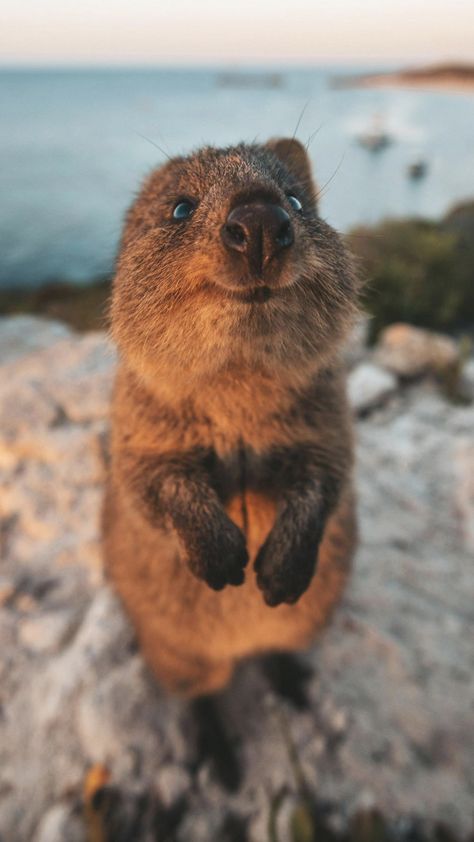 Quokka Animal, Cute Quokka, Happiest Animal, Animal Aesthetic, Animals Cute, Animal Photos, Appaloosa, Fluffy Animals, Cute Wild Animals