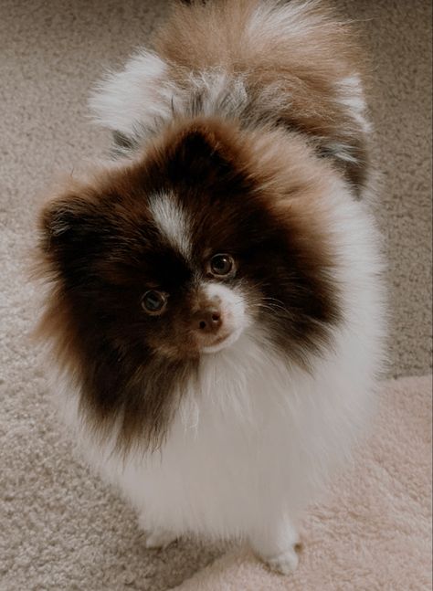 Parti Pomeranian, Chocolate Pomeranian, Brown Pomeranian, White Pomeranian, Babies Stuff, Pomeranian Puppy, Tri Color, Puppy Love, Dog Cat