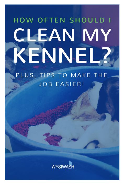 Are you cleaning your kennel often enough? Use this guide to determine the right kennel cleaning schedule for you!   A cleaning schedule is vital for keeping your dogs healthy, preventing parvo and other common kennel illnesses. Whether you have an outdoor dog run, whelp puppies in your house, this guide has tips and tricks to make the job easier.   PLUS, what kennel materials are easiest to clean, and the best tools for cleaning up after your dogs, indoors and out! Kennel Assistant, Outdoor Dog Runs, Boarding Kennels, Dog Boarding Facility, Dog Boarding Kennels, Puppy Pens, Boarding Facility, Indoor Dog Kennel, Dog Pens