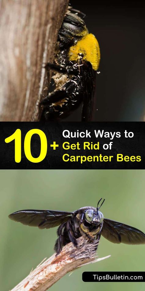 Get Rid Of Bees On Deck, Bee Spray, Bee Repellent, Getting Rid Of Bees, Household Bugs, Repellent Diy, House Schedule, Carpenter Bee Trap, Bee Traps