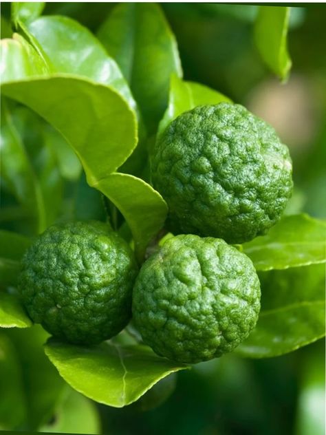 Kaffir Lime Plant, Jeruk Bali, Citrus Plant, Lime Tree, Kaffir Lime, Seed Germination, Citrus Trees, Tree Seeds, Planting Seeds