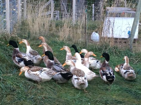 Silver Appleyard Ducks are new to Rose Hill Farm. I will have fresh duck eggs, ducklings and meat birds available for sale locally this year. Follow along as I learn the in's and out's of keeping breeding flocks of ducks. Celebrate the the joys of keeping an heirloom flock, and learn about the convservation of livestock breeds. Follow the link to: Raising Silver Appleyard Ducks Livestock Aesthetic, Appleyard Ducks, Silver Appleyard Ducks, Duck Farm Aesthetic, Duck Keeping, Homestead Ducks, Farm Ducks, Homesteading Ducks, Ducks On A Farm