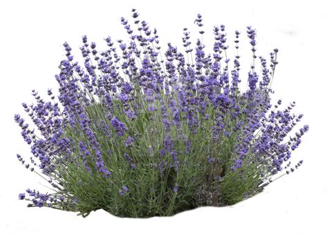 Lavender Bush, Tree Photoshop, Photoshop Rendering, Landscape Sketch, Landscape Elements, Architecture Collage, Architecture Graphics, Lavender Plant, Photoshop Textures