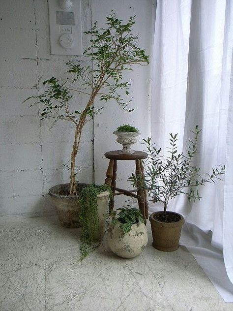 Plant Grouping Indoor Gardens, Interior Plants, Green Interiors, Green Life, Plant Design, Beautiful Bathrooms, Plant Life, Decor Rustic, Green Plants