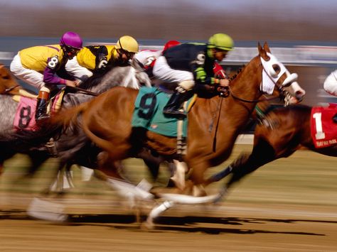 horse racing Kentucky Derby Betting, Horse Betting, Kentucky Derby Horses, Horse Races, Thoroughbred Horse Racing, Horse Race, Horse Names, Thoroughbred Horse, Horse Pictures