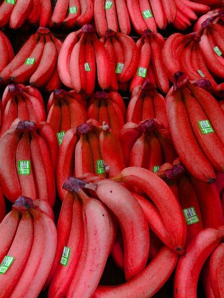 Top 10 Strange, Rare and Unusual Bananas Banana Porridge Recipes, Tropical Fruit Photography, Surreal Food, Rare Food, Strange Foods, Banana Types, Office Trees, Rare Fruits, Weird Fruit