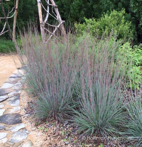 Little Bluestem, Prairie Planting, Perennial Grasses, Drought Tolerant Landscape, Types Of Grass, Standing Ovation, Garden Nursery, Cold Frame, Rain Garden