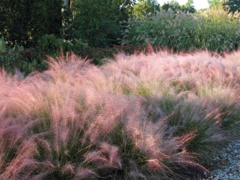 Muhlenbergia Capillaris Driveway Planting, Plant Color Palette, Plant Outdoor Ideas, Fall Curb Appeal, Muhlenbergia Capillaris, Pink Muhly, Beach House Landscaping, Pink Grass, Tulip Tree