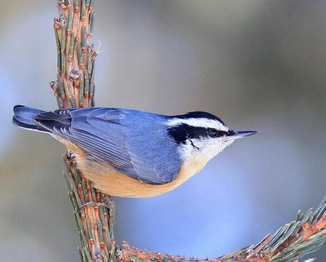 Red Breasted Nuthatch, Bird Identification, Nature Birds, Like Animals, Backyard Birds, Bird Pictures, Nature Journal, Felt Art, Creepers