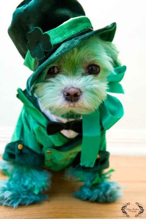 Happy St Patty's Day, Saint Patrick's Day, St Pattys Day, Small Dog, Shih Tzu, Yorkie, Best Dogs, Animal Pictures, Cute Puppies