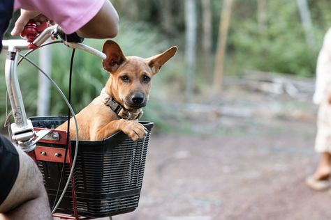 Stray Dog Follows Women for Miles, Internet Obsessed With What Happens Next Street Dogs, Beautiful Vacations, European Tour, Find You, For A Reason, Adorable Animals, Stray Dog, Animal Shelter, Dog Cat